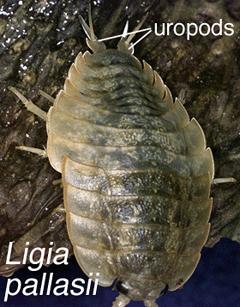 Photo of Ligia pallasii by <a href="http://www.asnailsodyssey.com/">thomas carefoot</a>